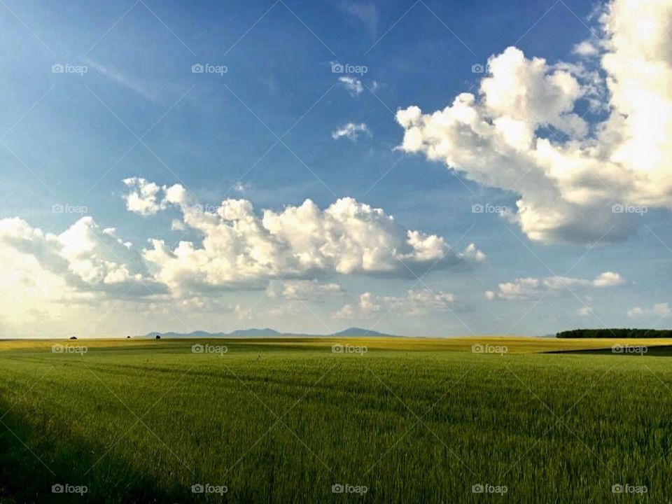 landscape in vojvodina (serbia)