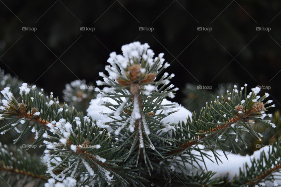 Spruce, tree, snow, needles, winter,