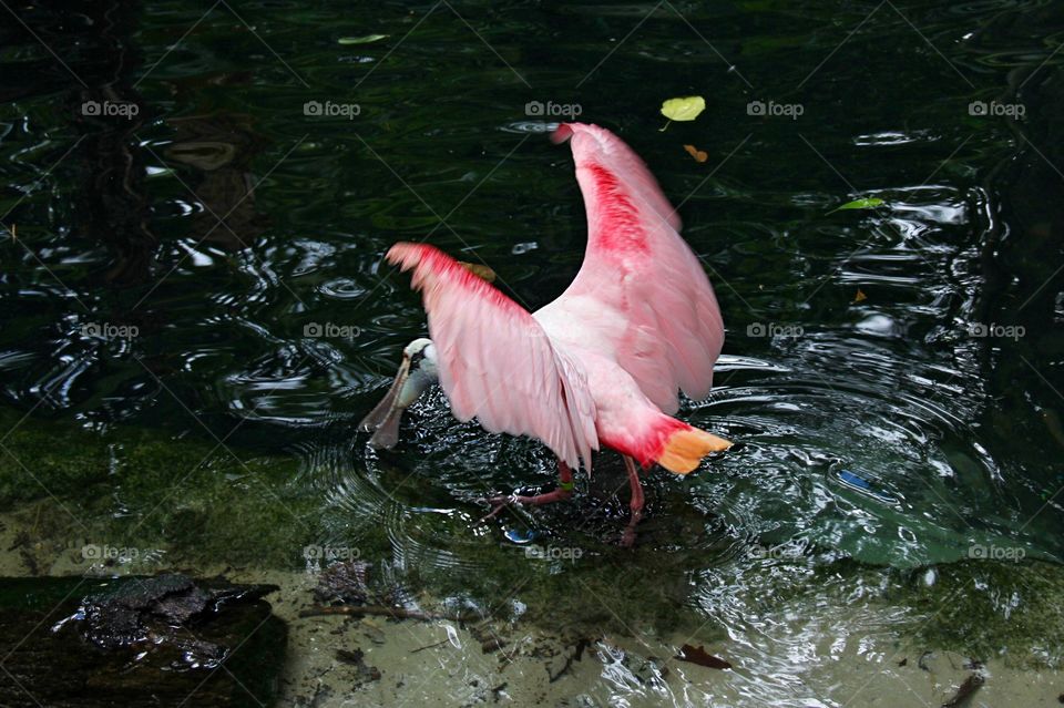 Pink bird 