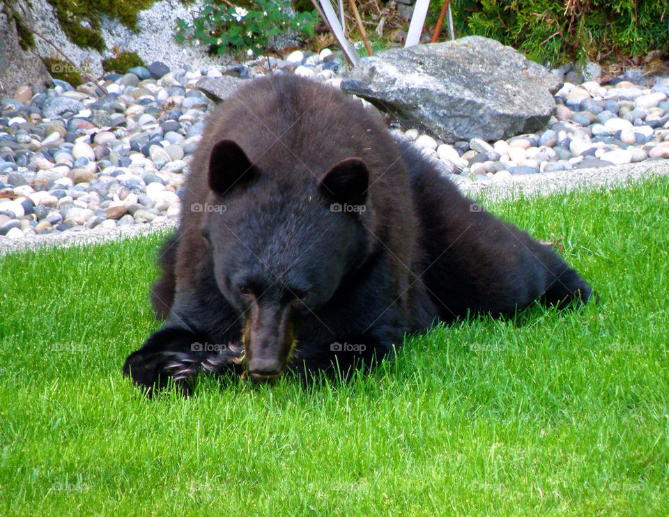 Lawn Bear