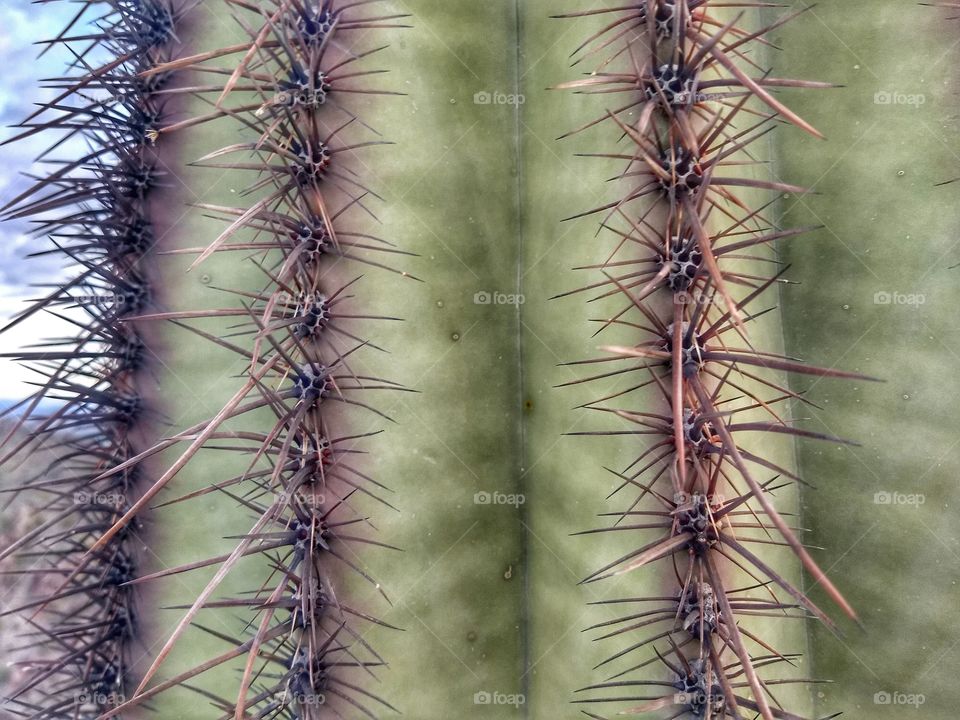 seguro cactus thorns 🌵