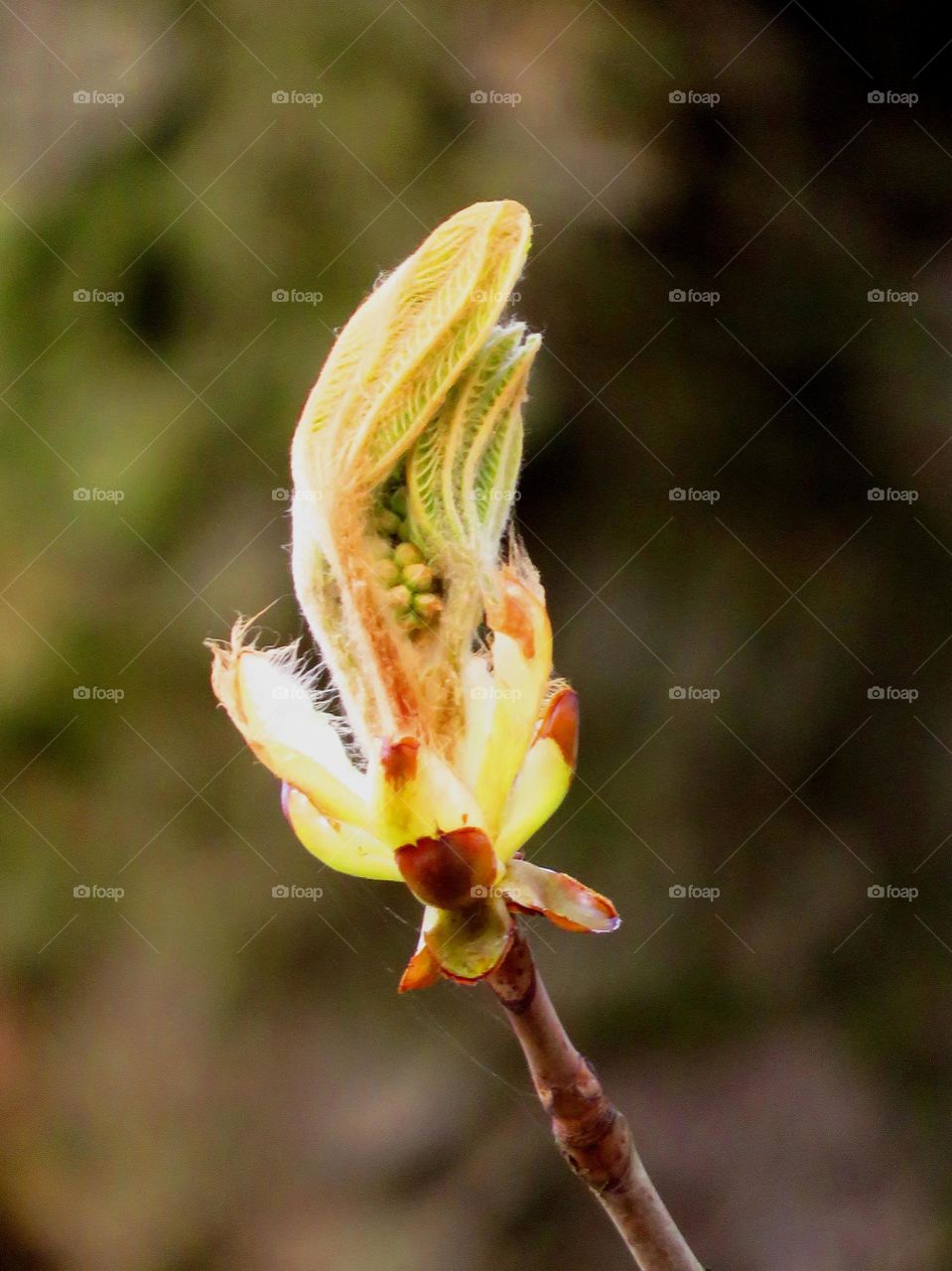 Spring bud