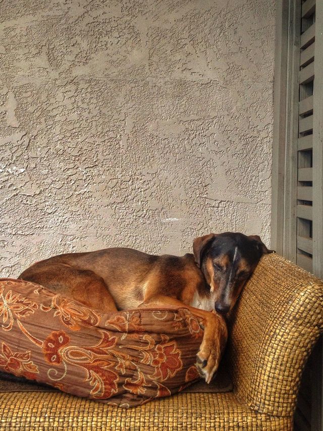 sleepy dog