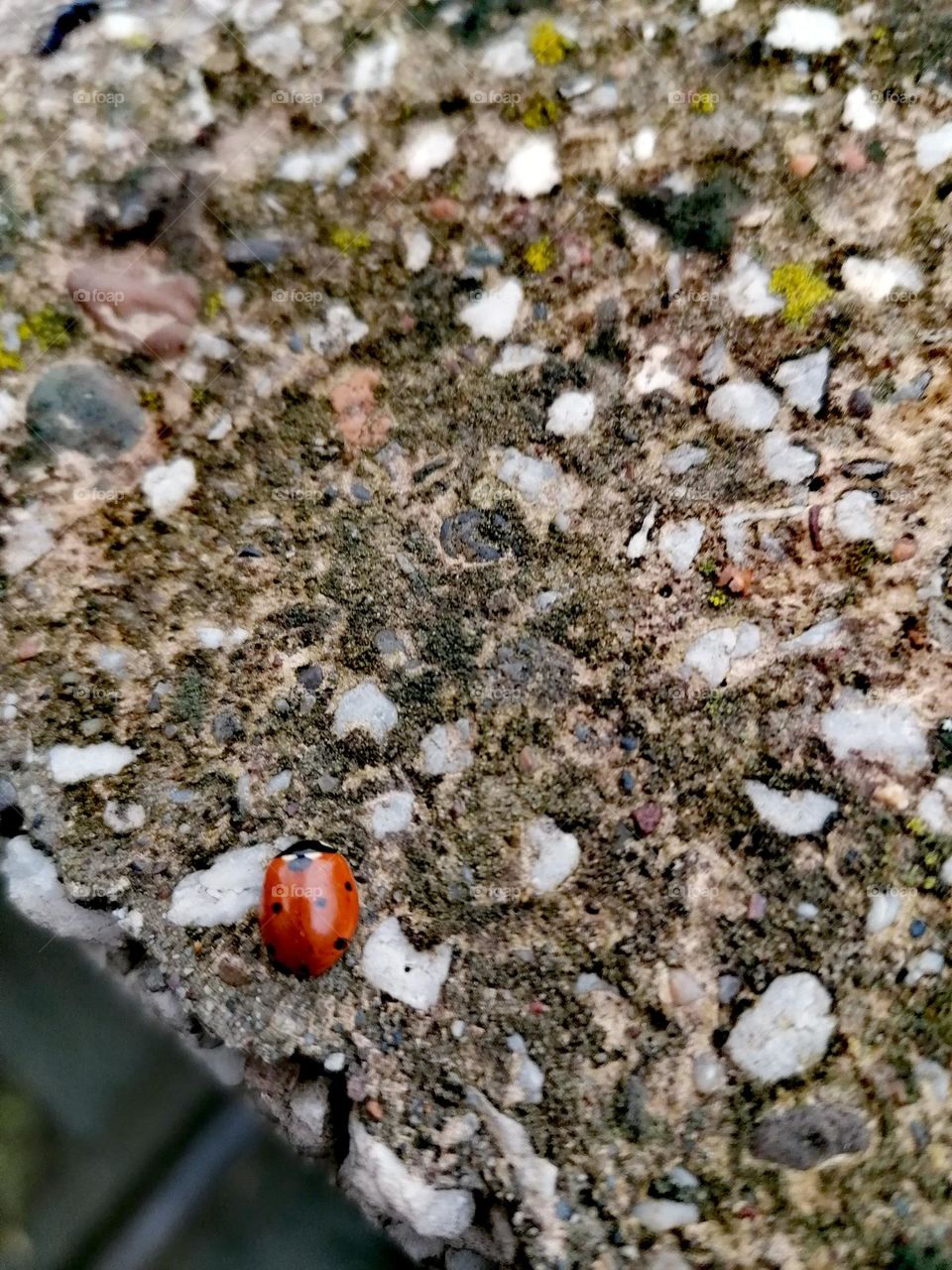 Ladybug