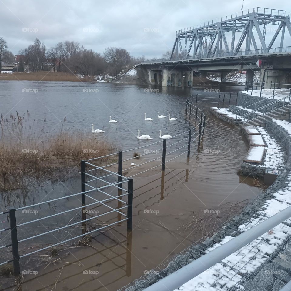 Swans. Bridge. Flood. Boderaja. Riga