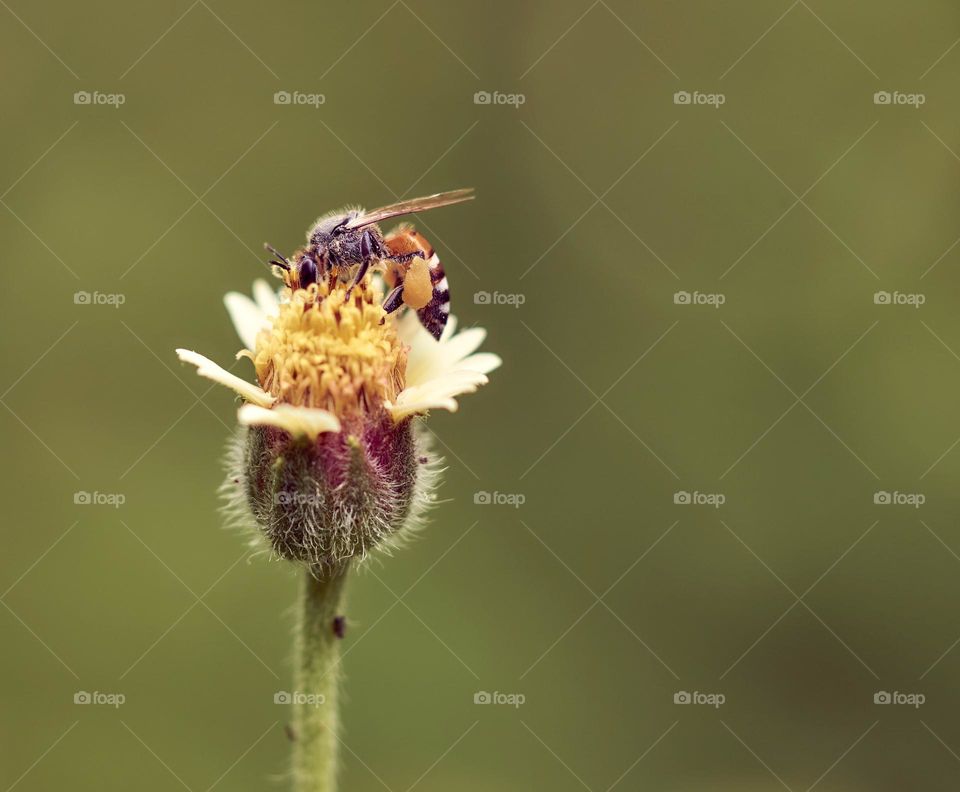 Coat button flower - honey bee 