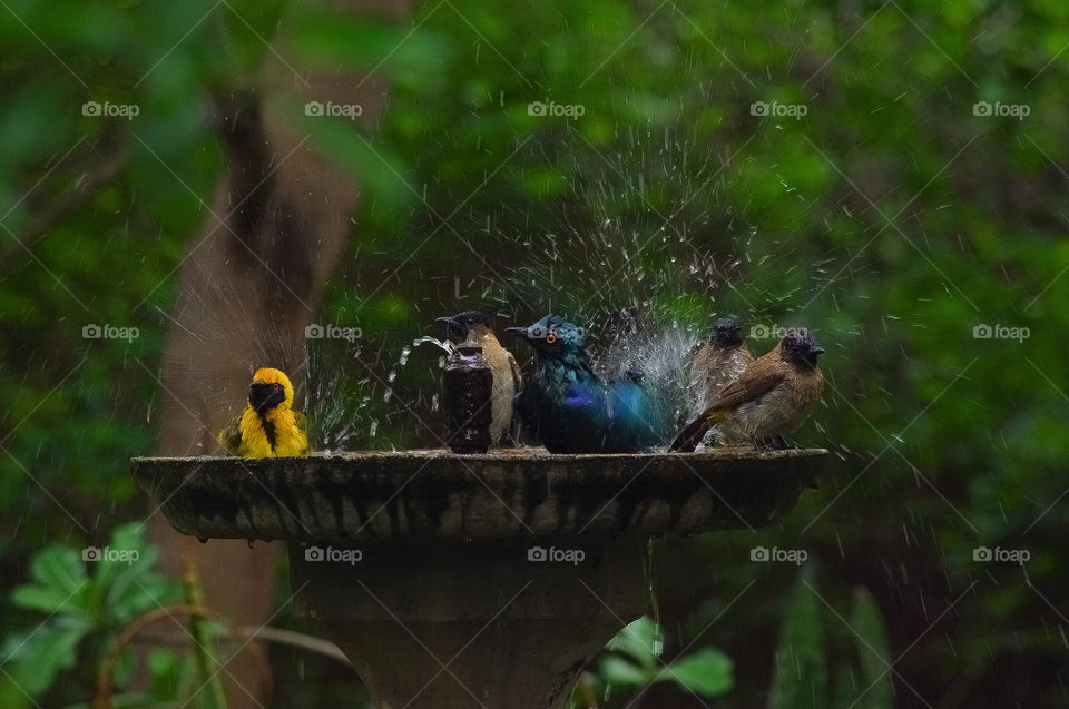 Bird bath 3