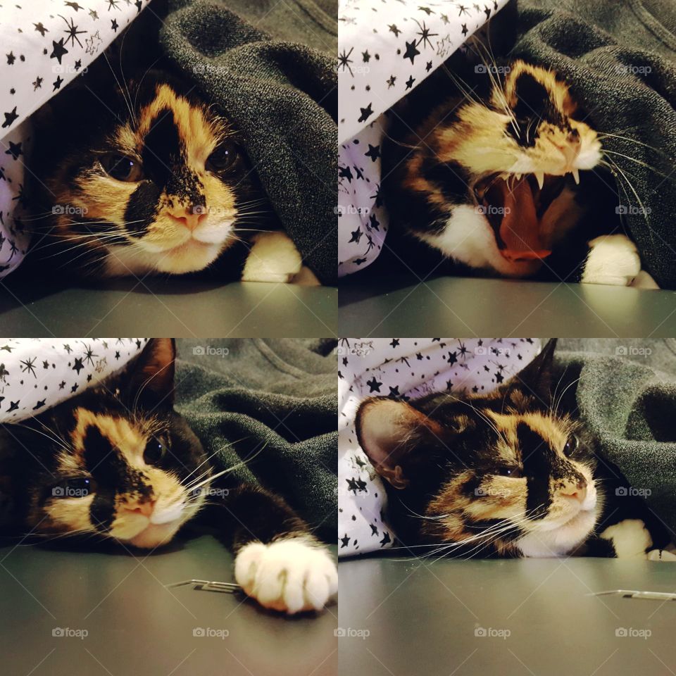 Stages of Sleep (For a Cat)