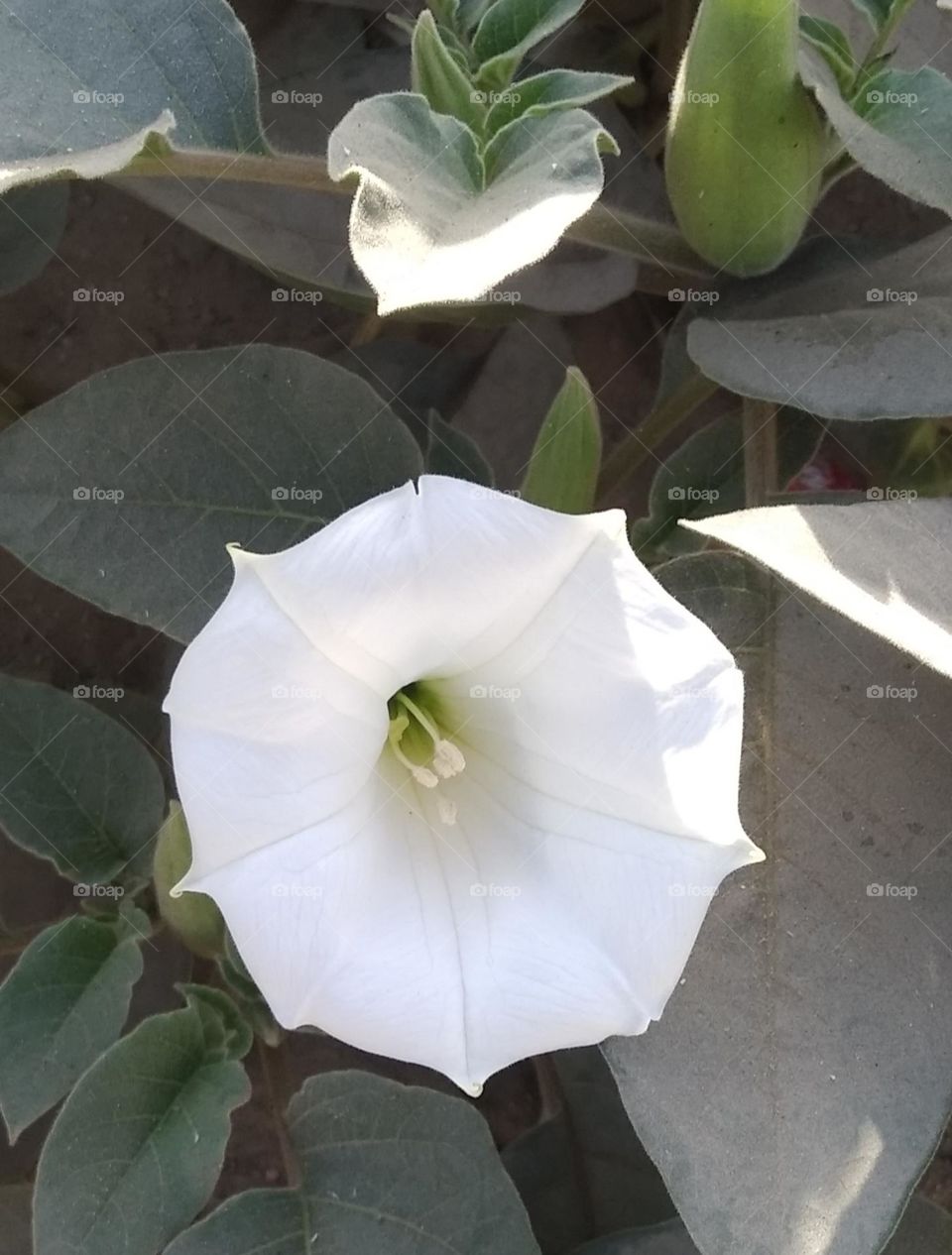 the Datura Flower white in colour looks very beautiful generally found everywhere fresh seasonal very poisonous species found everywhere