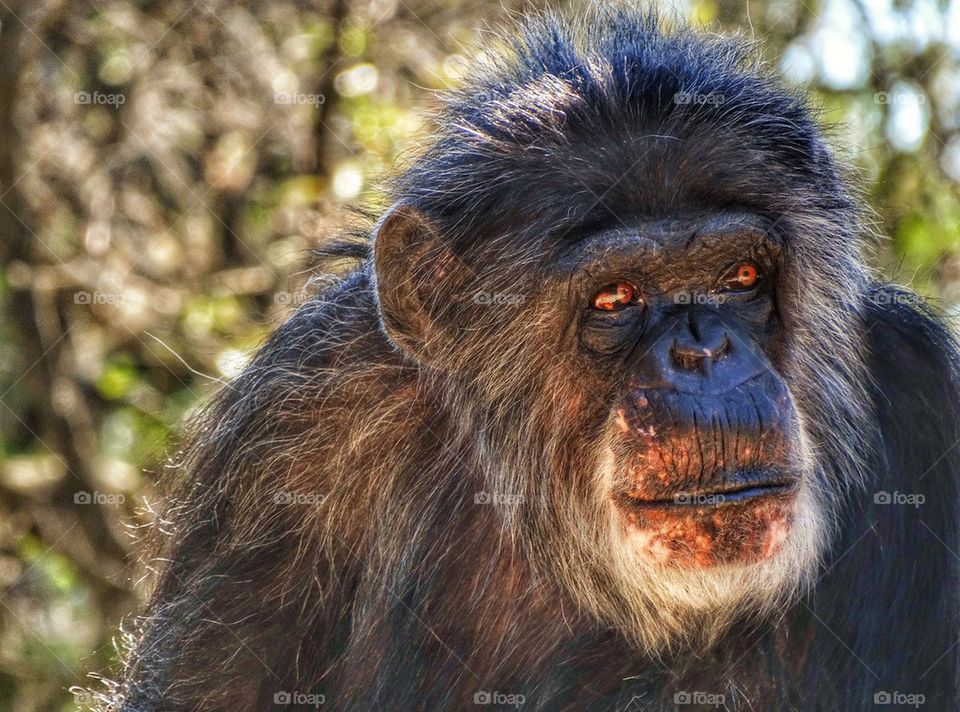 Grumpy Chimpanzee
