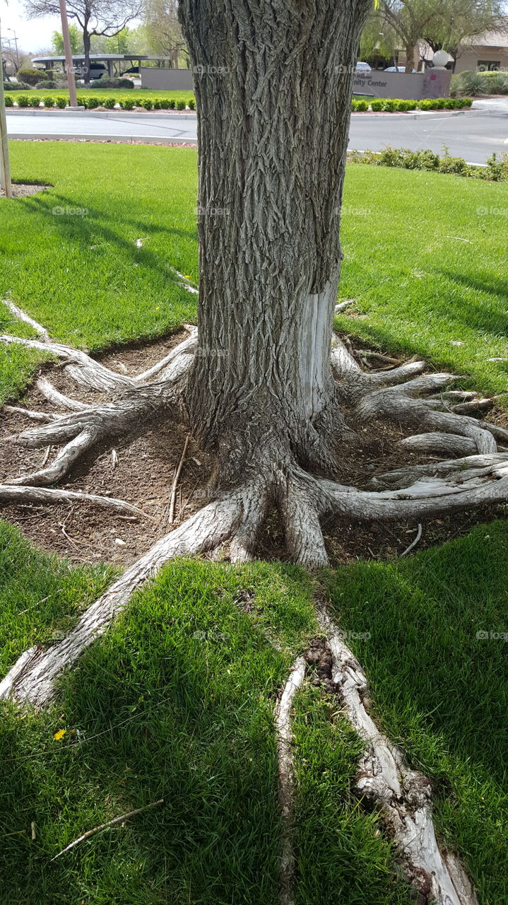 tree roots