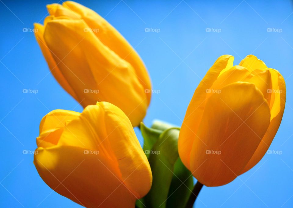 yellow 💛 tulips flowers blue 💙 background, spring holiday