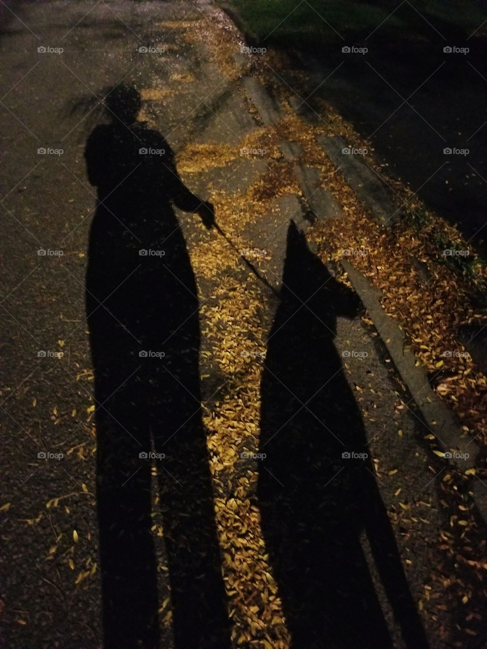 shadow's in the night