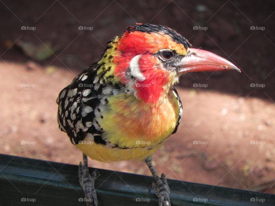 African colorful bird