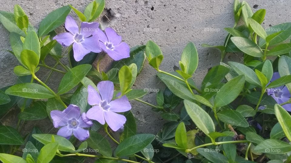 purple flowers against a