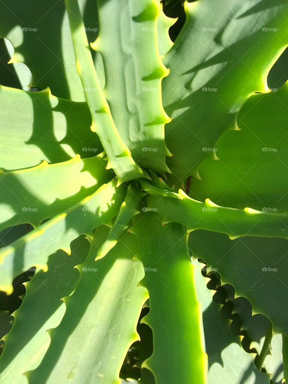 Aloe