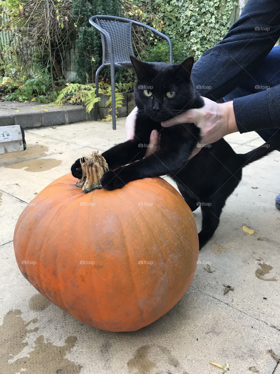 Halloween cat 