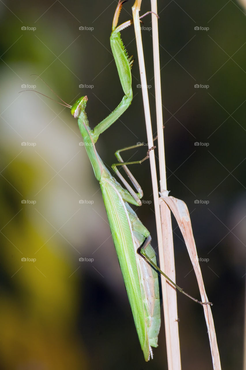 European mantis