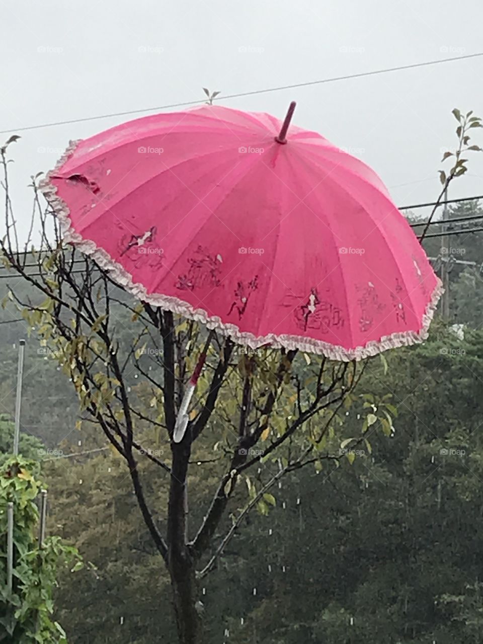 An wet  pink umbrella above the  tree  under the heavy rain.