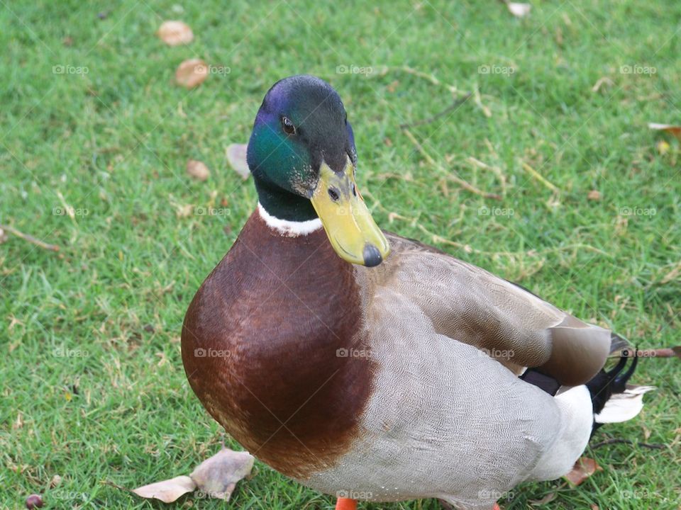 Mr Duck