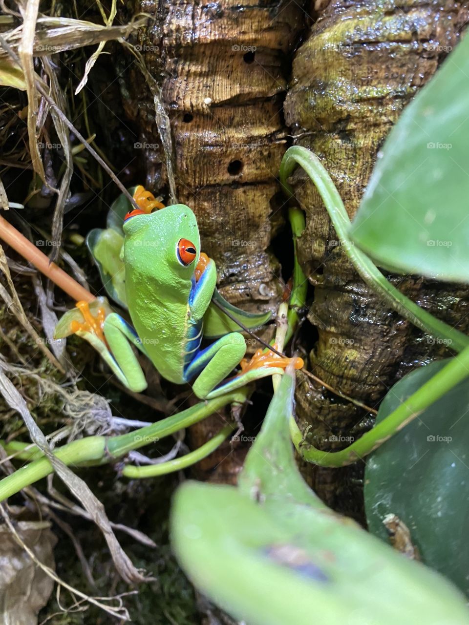 Red Eyed Tree Frog on Cork and Pothos