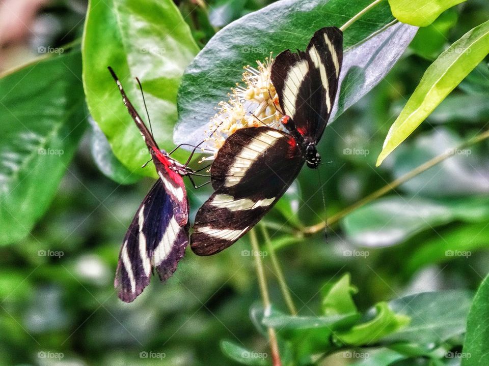 Colorful Butterfly In The Rainforest
