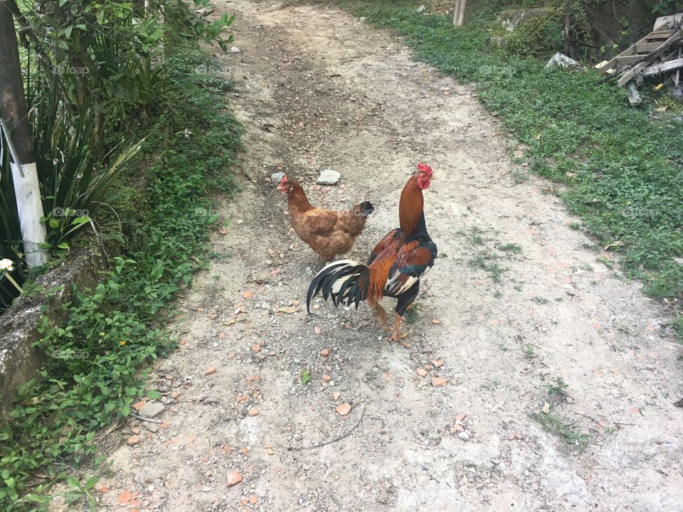 Fazenda com Galo e galinha caipira. 