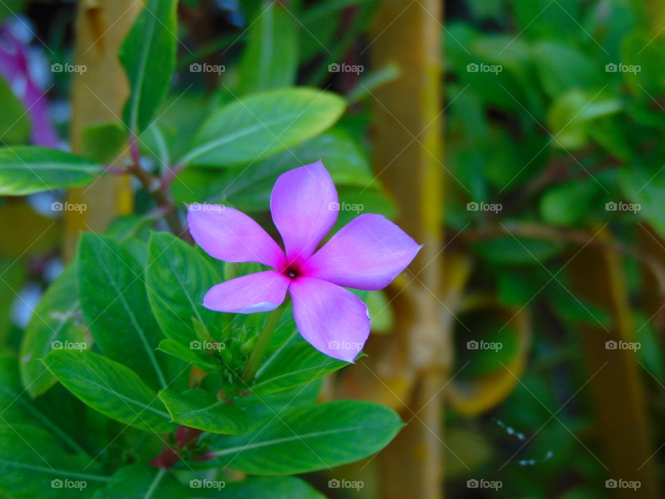 purple flower with leafs