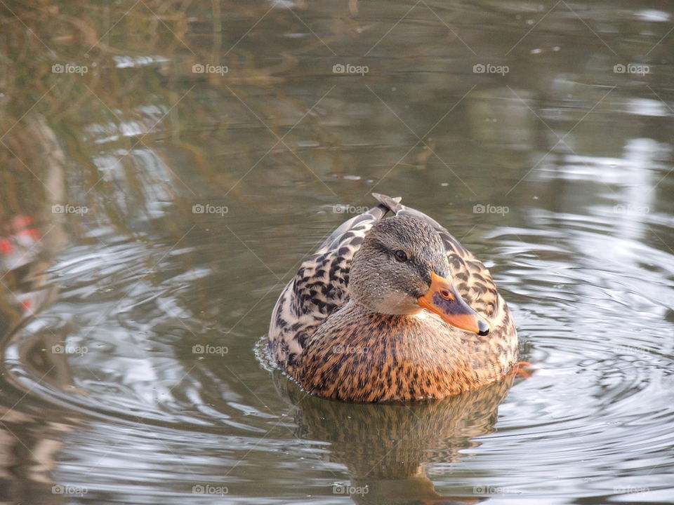 Mallard