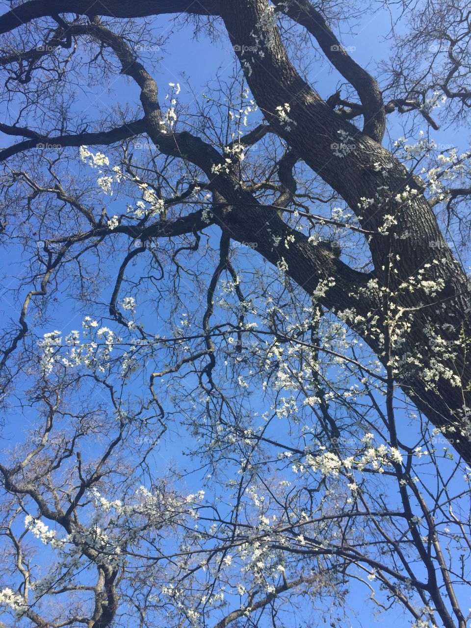 Delightful white blossoms beneath a clear blue sky. 