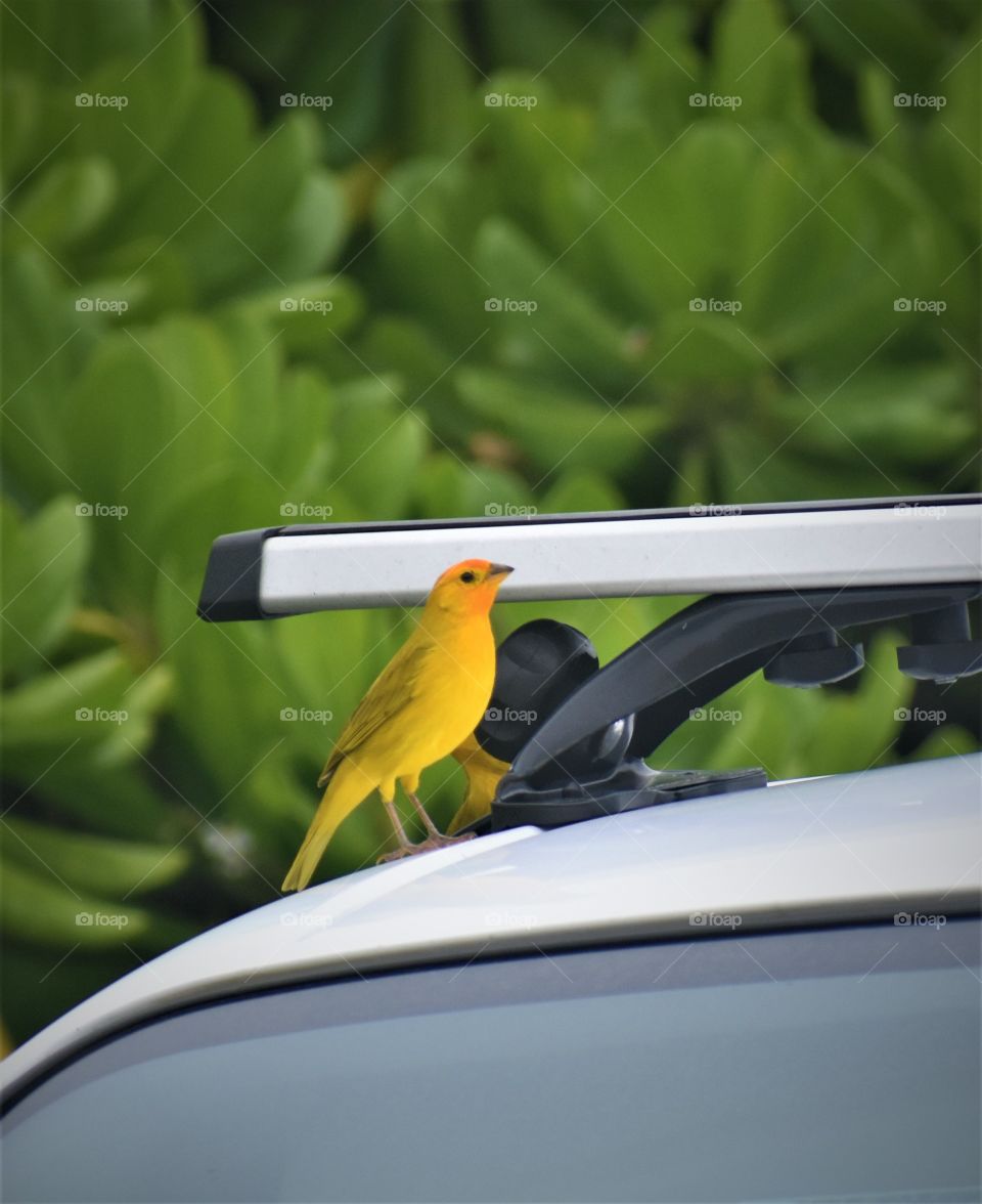 Saffron finch on a car