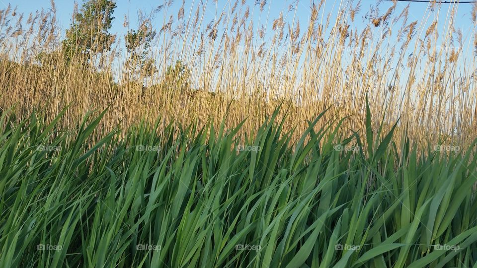 Close-up of wheat plant