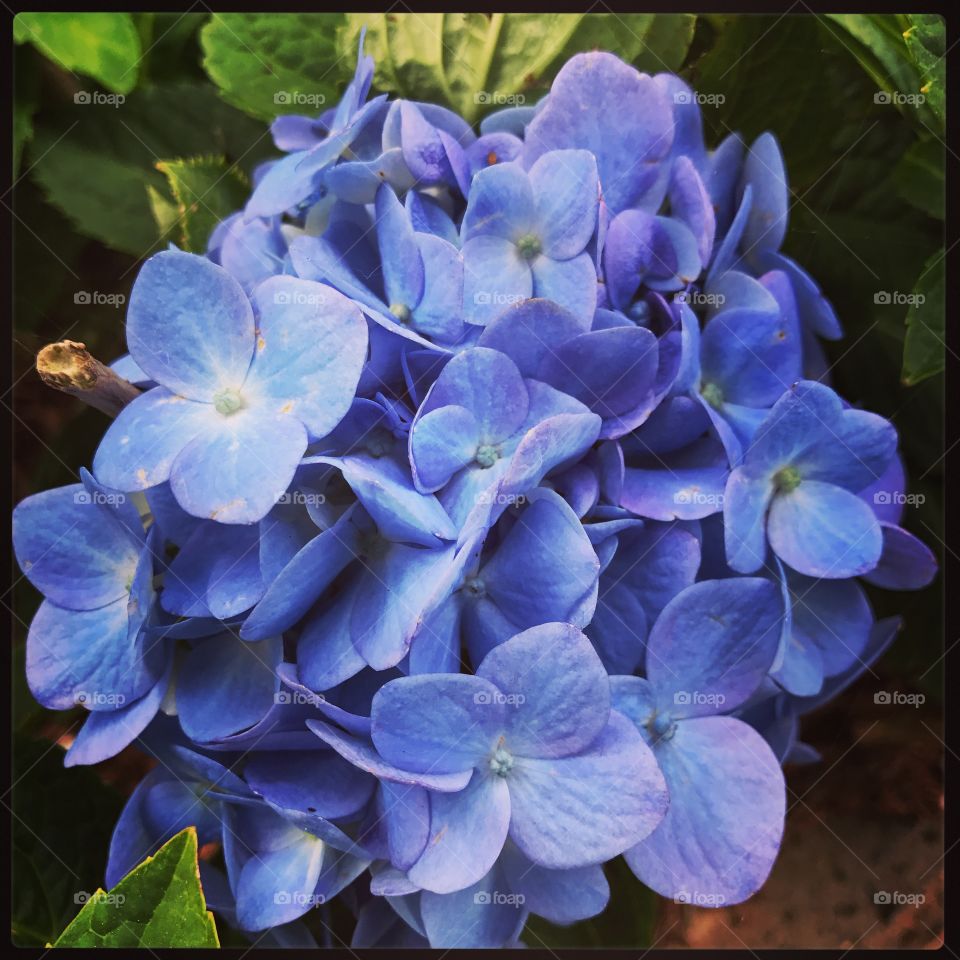 Hydrangea 