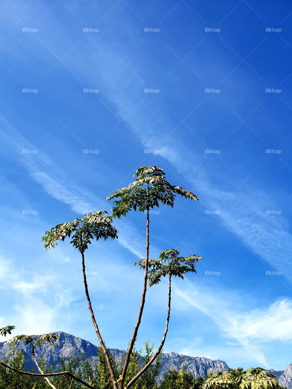 tree and sky