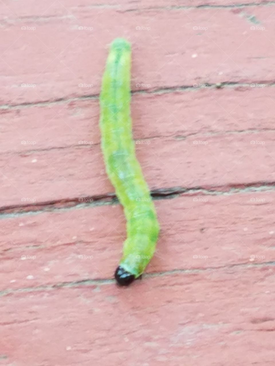 Sherwood Forest Faire pic set