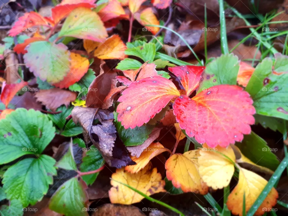 colors