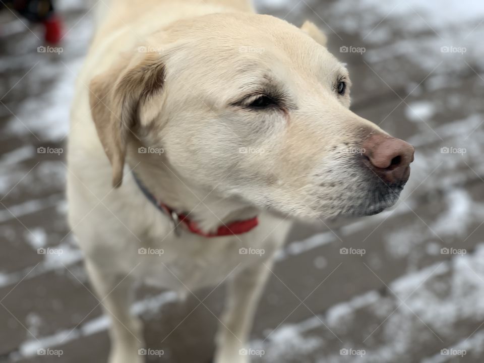White lab in the snow ❄️