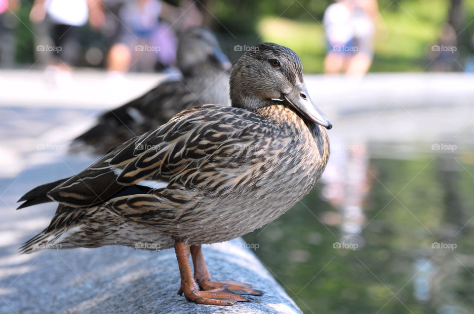 duck central park by the pond new york by i_remus