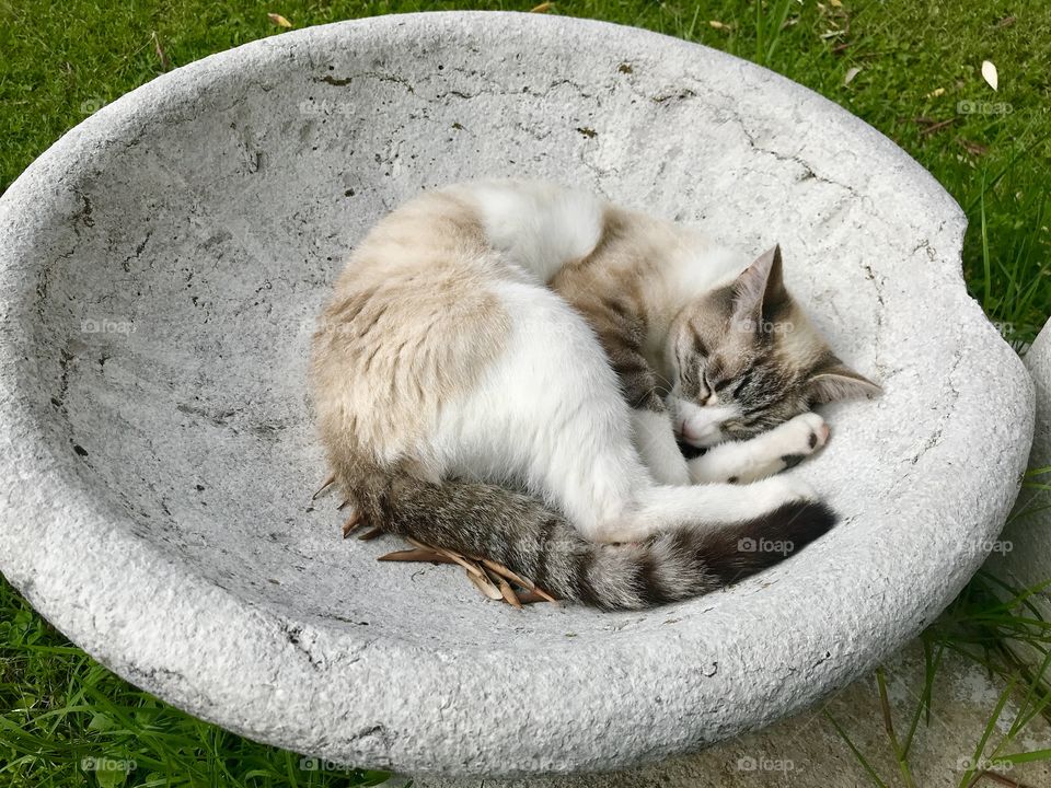 Cat Neve resting in a marble bowl 