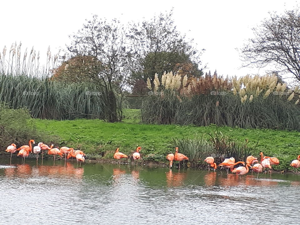 Flamingos