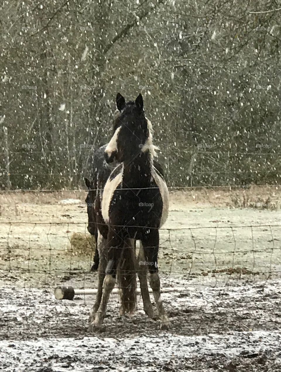 Our little paint mare Bella confused about her first snow during South Georgia winter 2018. 
