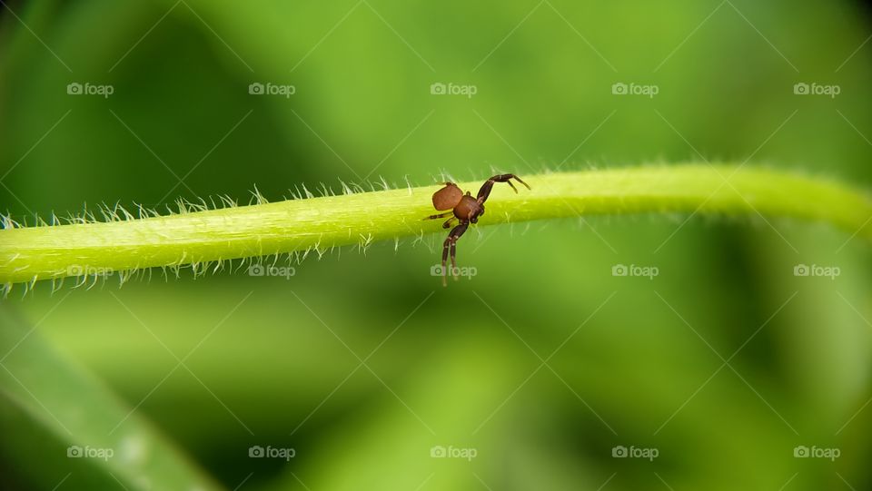 A small brown spider is foraging on a bush. Its body is only a milimeter long!