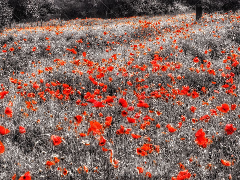 Poppy field Pompéi Italy 