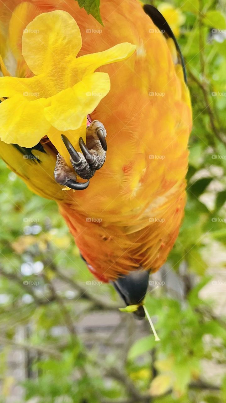 Birds and bees beauty