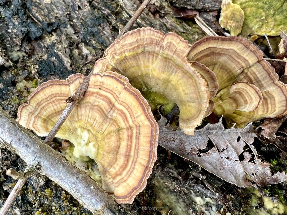 Closeup cascade of bracket fungi. They have a striped pattern of yellow and violet.