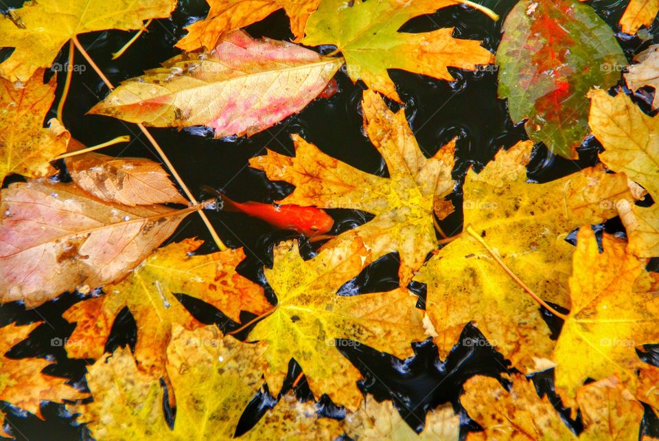 Leaves and fish