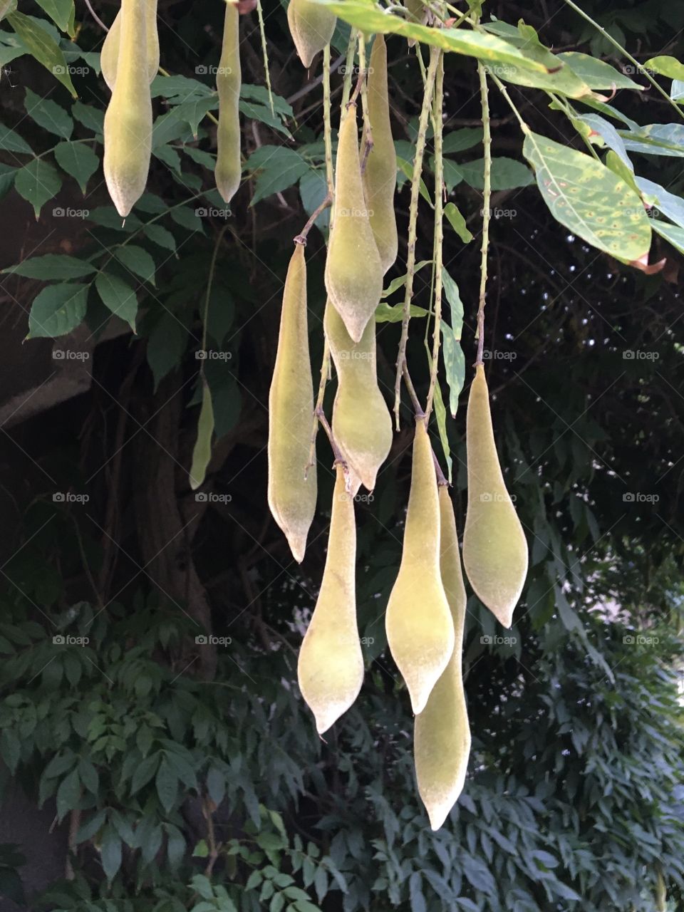 Wisteria pods