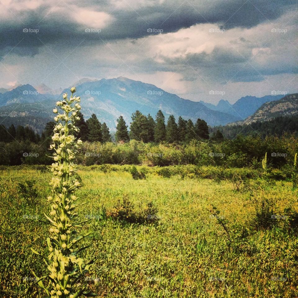 Mountain meadow