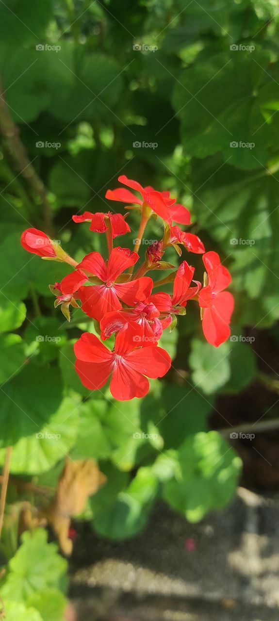 beautiful image of Pelargonium Inquinans flower with green leaves