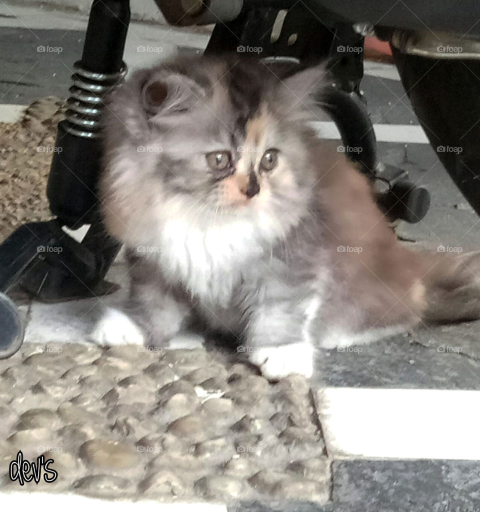 Look at those eyes !